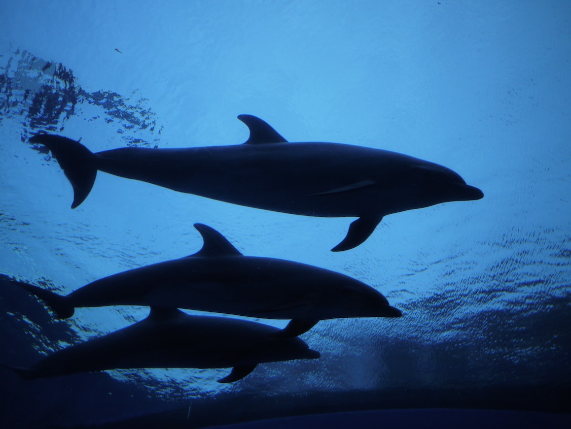 Silhouette of dolphins